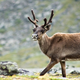 Image for article titled The Reindeer Would Never Actually Work for Santa